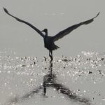 cormorano (Grandi)